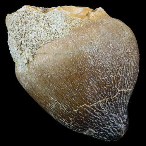 Igdamanosaurus (Globidens) Mosasaur Tooth - #51902